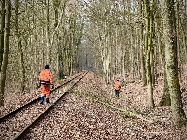 Abb.: Sieht auf den ersten Blick garnicht so schlimm aus - aber der Schein trügt! Ohne Blätter fallen die ins Lichtraumprofil ragenden Zweige kaum auf. (Klicken vergrößert)